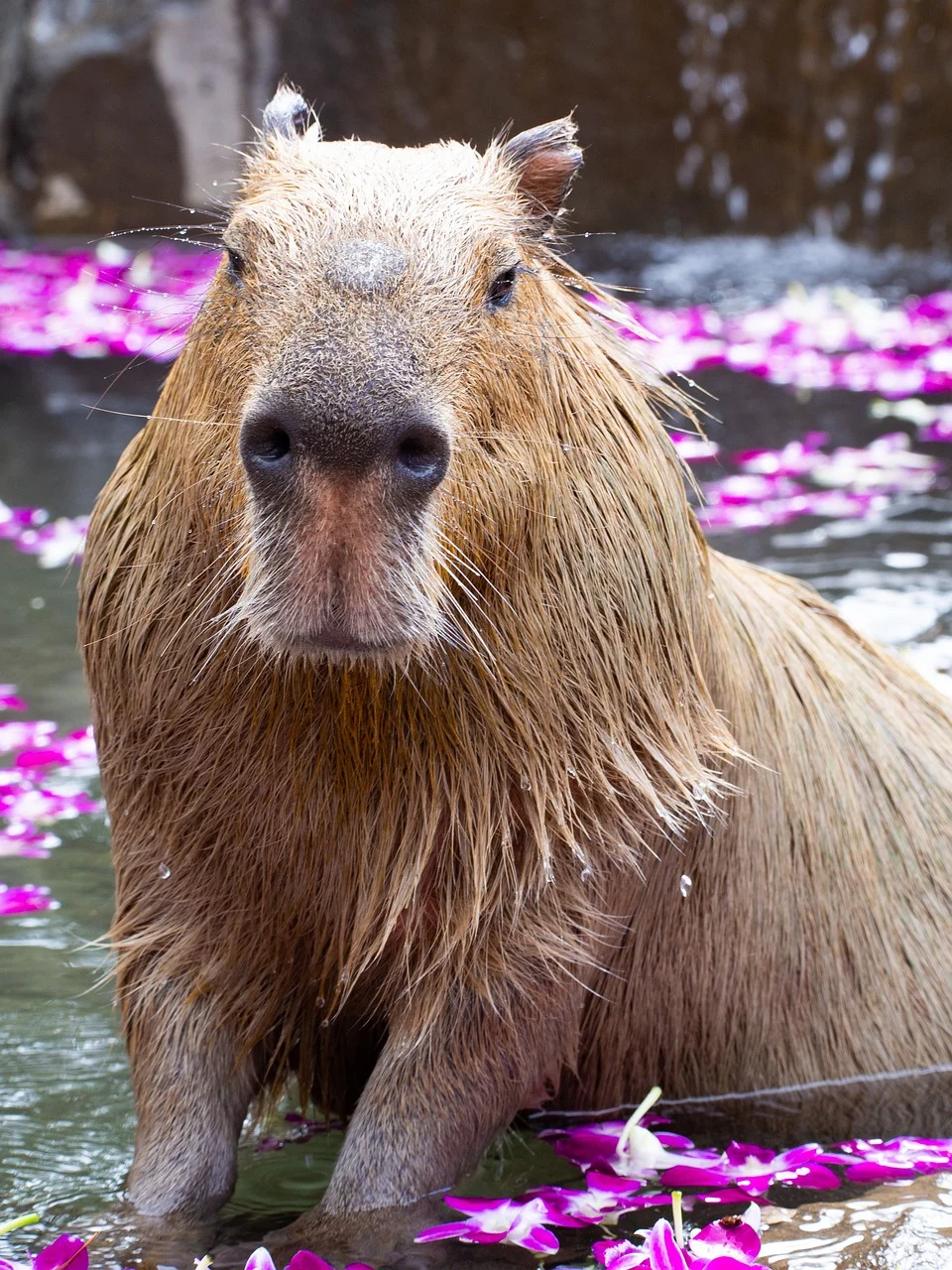 Capybara